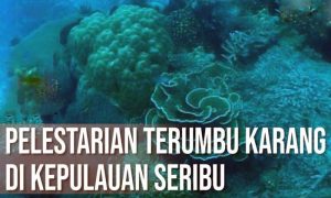 Konservasi Terumbu Karang di Kepulauan Seribu