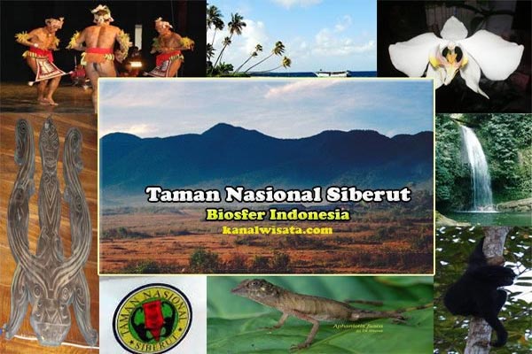Wisata Taman Nasional Siberut