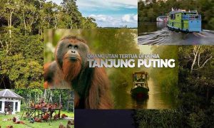 Taman Nasional Tanjung Puting