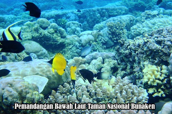 Pemandangan Bawah Laut Taman Nasional Bunaken Kanal Wisata Indonesia