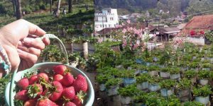 Agrowisata Kebun Strawberry Ciwidey