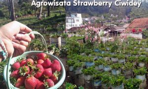 Agrowisata Kebun Strawberry Ciwidey