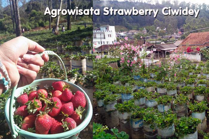 Agrowisata Kebun Strawberry Ciwidey