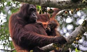 Taman Nasional Kutai (TNK) Prevab