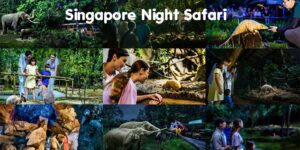 Singapore Night Safari