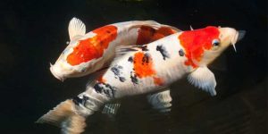 ikan koi