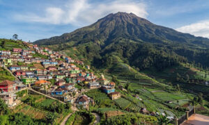 Nepal Van Java